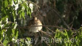 Video of Redwing - Redwing in the winter forest
